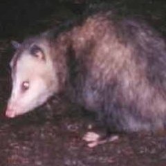 Possum Pete