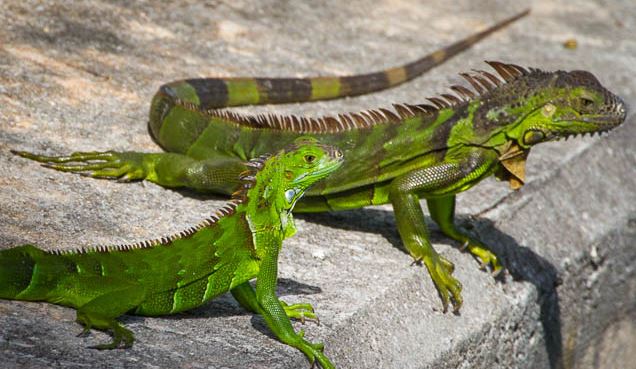 Florida invasive iguana problem - SASS Wire Saloon - SASS Wire Forum