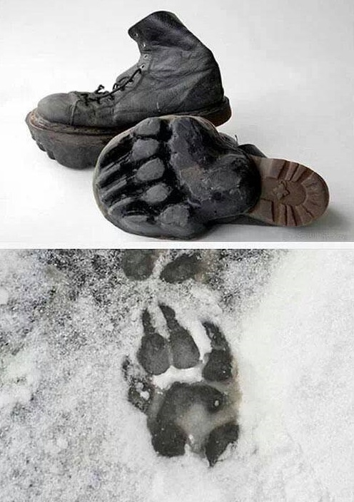 bear prints.jpg