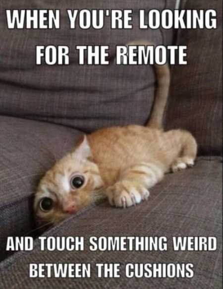 1868507969_Lookingfortheremote-cat.jpg.384d18a24253cbc8eaaa1d45a6e02195.jpg