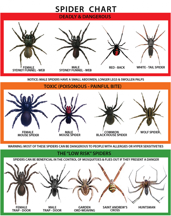 spider-chart980.png
