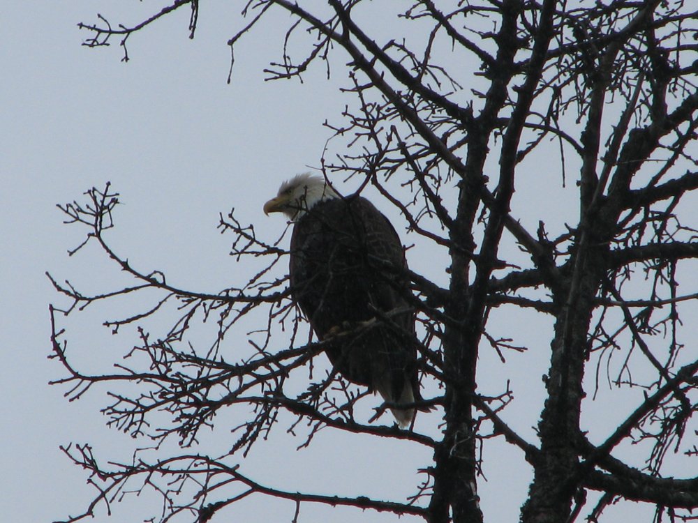 July 2013 Alaskan Cruise 096.JPG