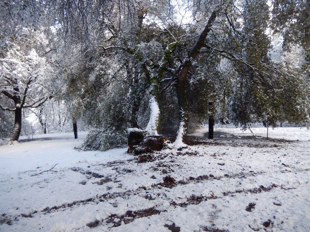 February 2019 2 Tree Over Driveway.jpg