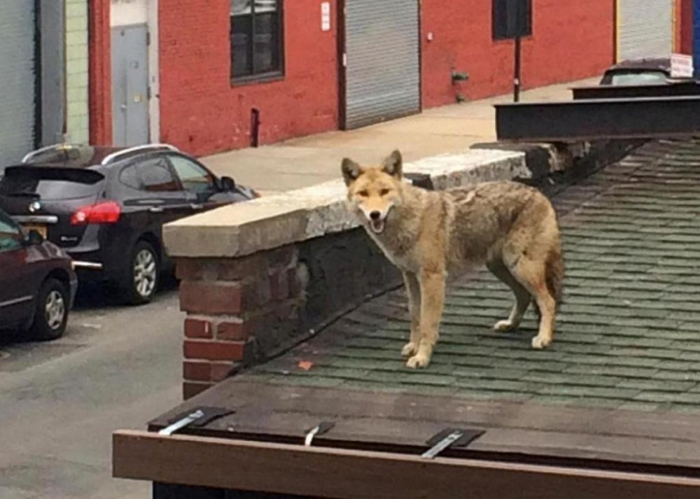 Coyote on roof, NYC.jpg