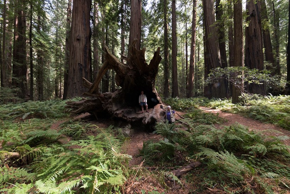 2018.09.11-Redwoods-55.lcp.vig100.dst0.ca.sfw.jpg