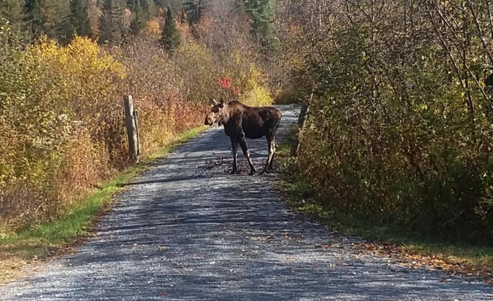 Moose 2019.jpg