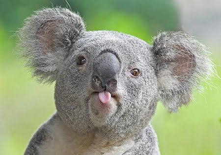 628846732_Koala1.jpg.e3fccc2919cddbe4396fa8a3e05331ab.jpg