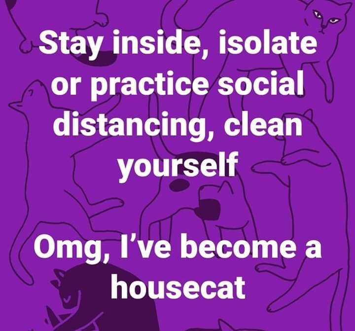 became a housecat.jpg