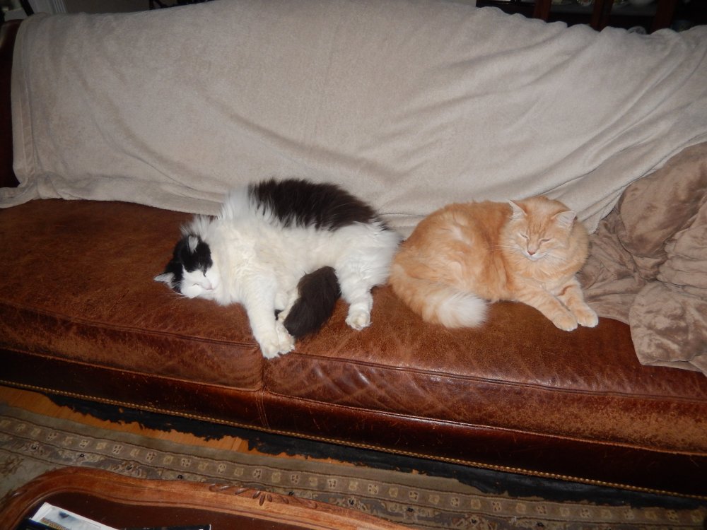 march2020 Ziggy and Francie on the Sofa.JPG