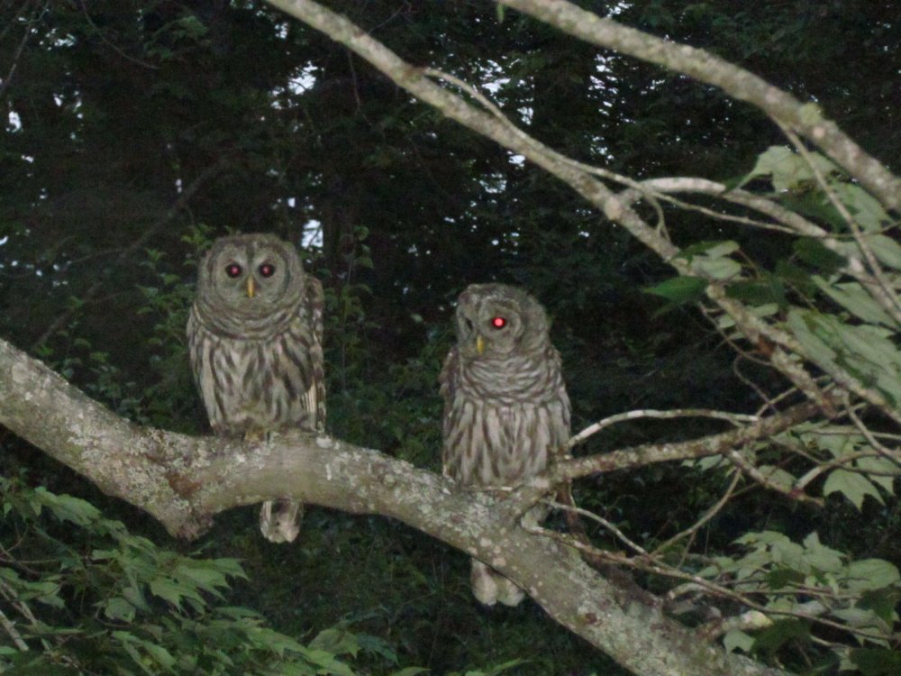 Owls.jpg