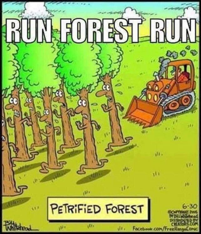 runforestrun.jpg