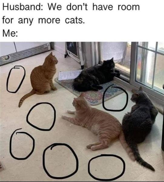 more cats.jpg