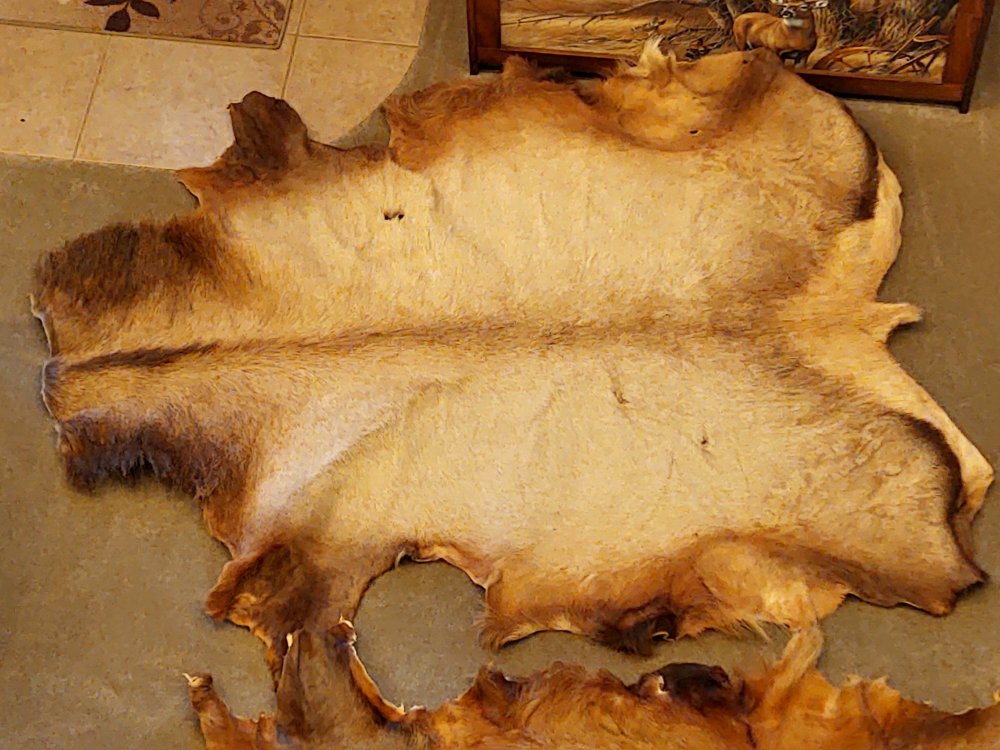 tanned elk hides SASS Wire Classifieds SASS Wire Forum