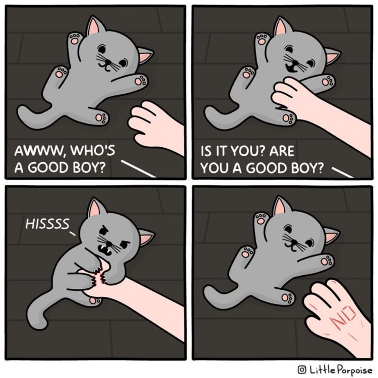 goodboykitty.jpg