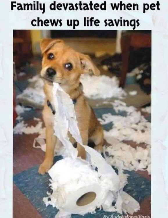 Corona dog with toilet paper.jpg