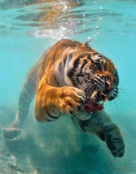 swiming cat.jpg