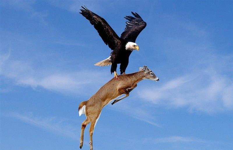 deer eagle.jpg