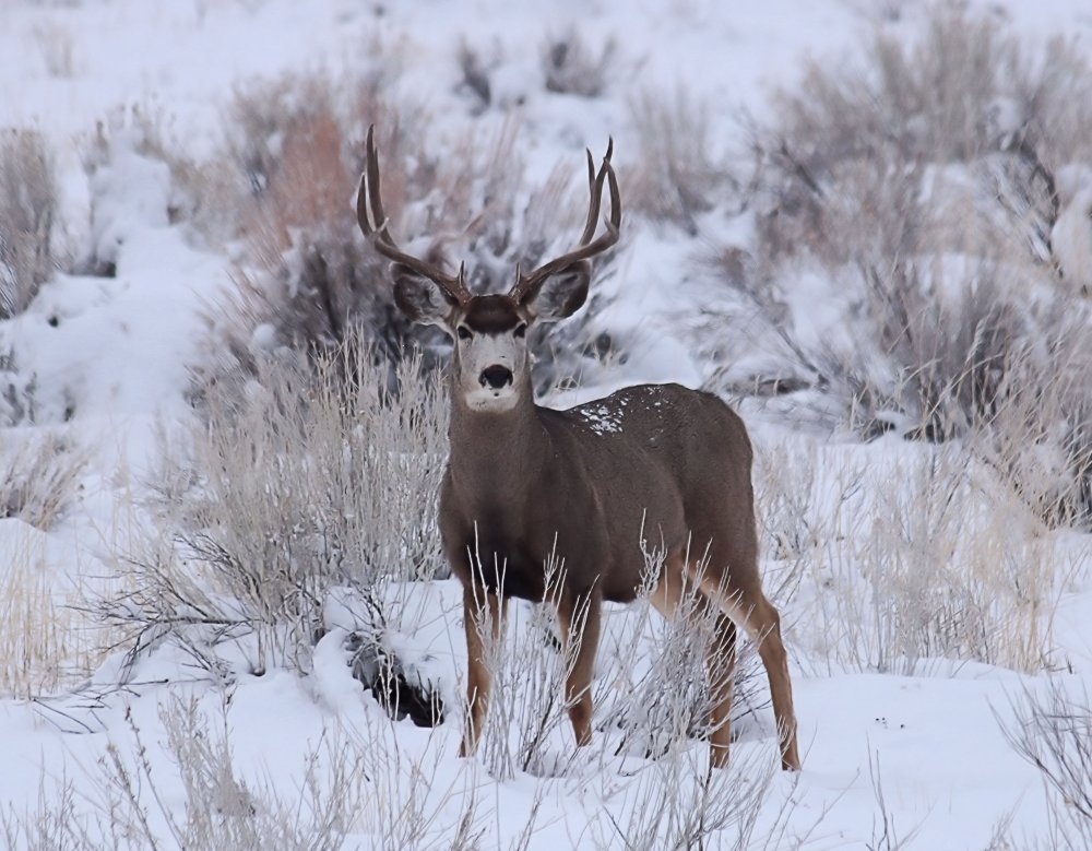 Buck1-25-20a.jpg