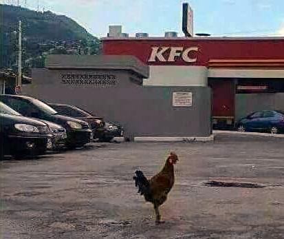 image.chickens.02.png