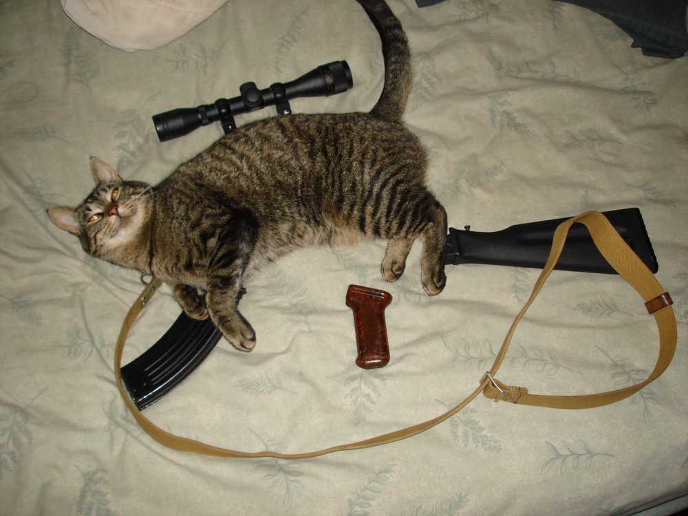 kalashnikitty.jpg