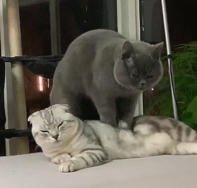 Cat Massage or Foreplay video 3cf35_400.gif