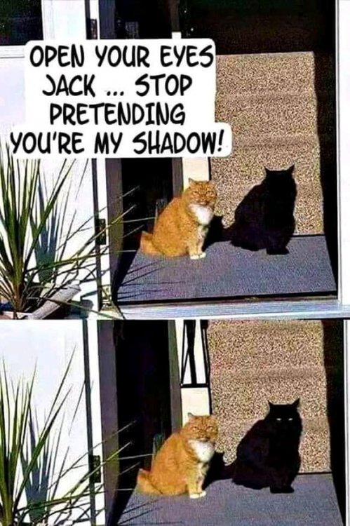 shadow cat.jpg