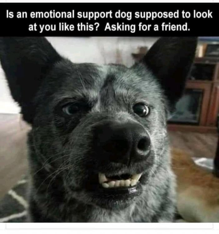 support dog.jpg