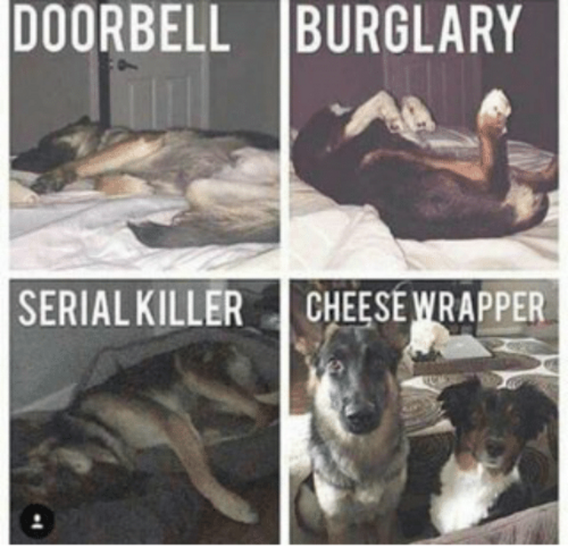 doorbell-burglary-serial-killer-cheese-wrapper-funny-dogs-are-funny-12887949-kindlephoto-29793567.png