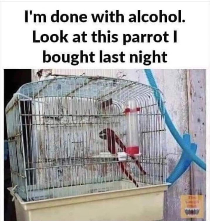 parrot.jpg