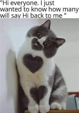 heart cat.jpg