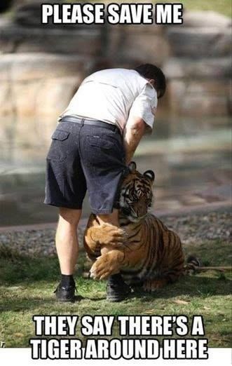 Cat Save me Tiger.jpg