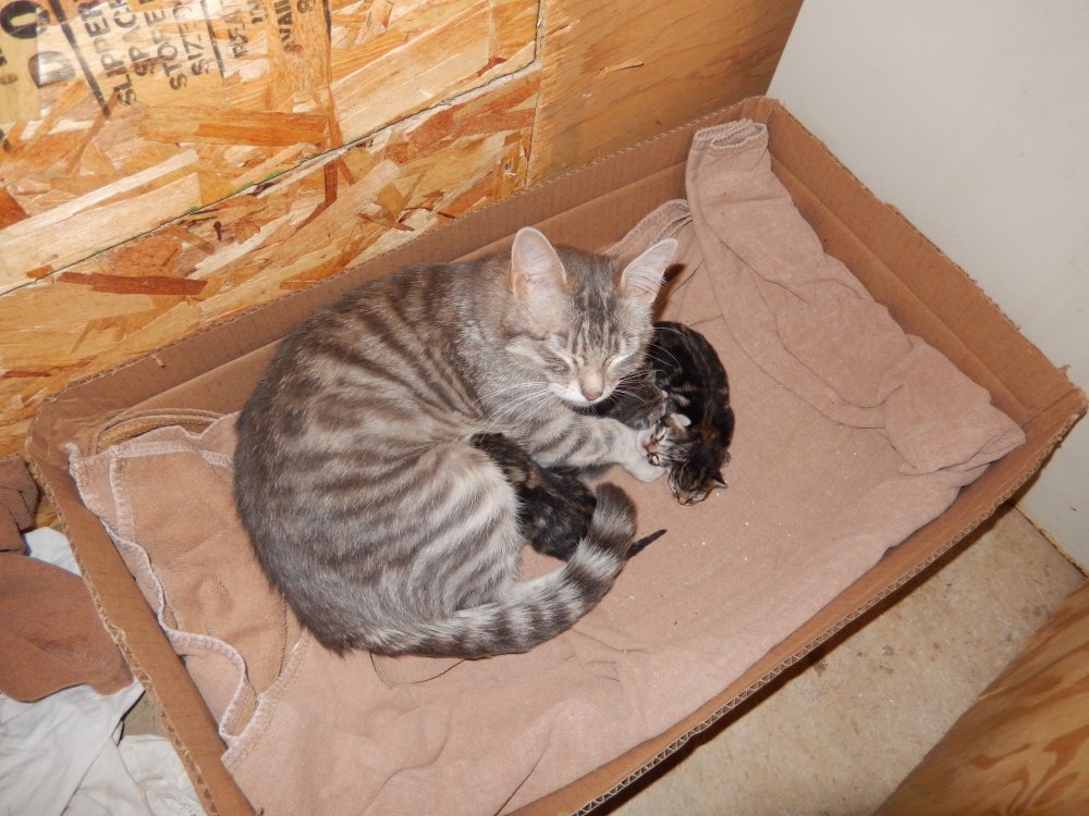 Tablet and Babies 2 Day Old 1.JPG