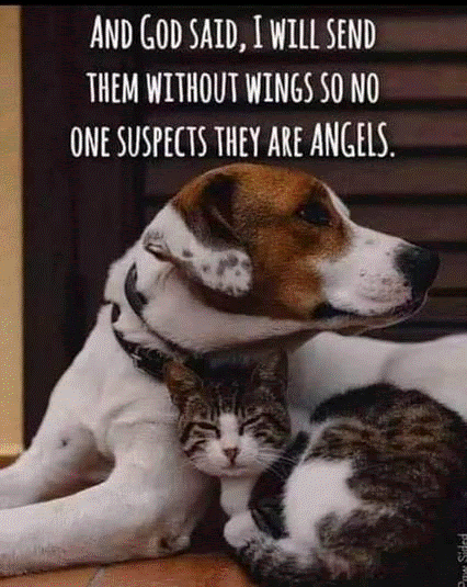 Dog and CAt Angels (1).gif