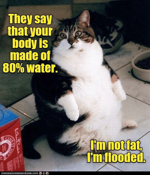 Cat Not Fat Flooded.jpg