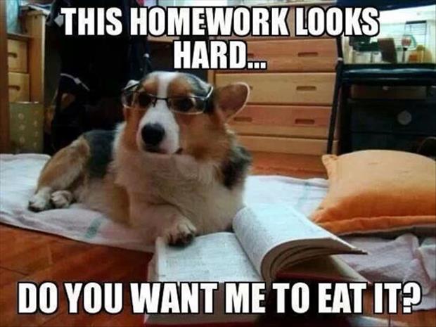 this_dog_is_willing_to_help_you_with_the_my_dog_ate_my_homework_excuse_but_there_is_no_guarantee_your_teacher_will_believe_it._2469329144.jpg