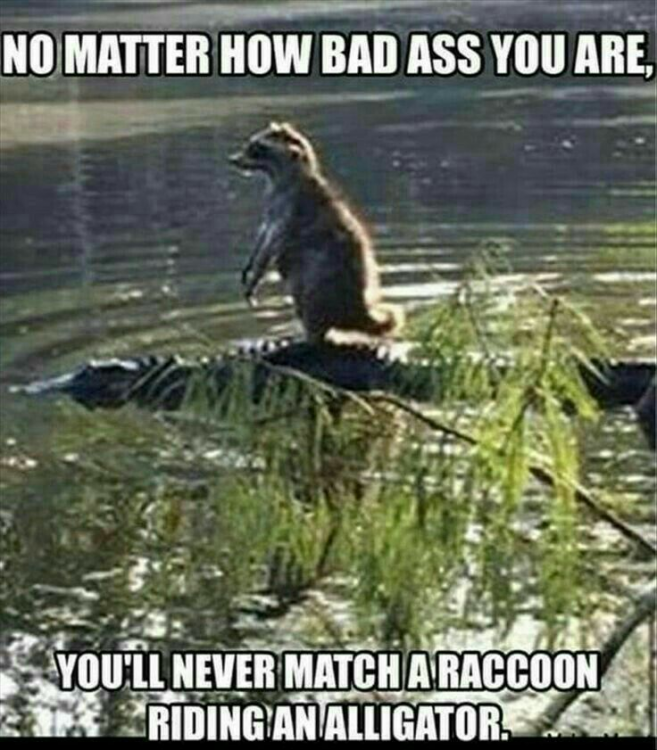 racoon riding gator.png
