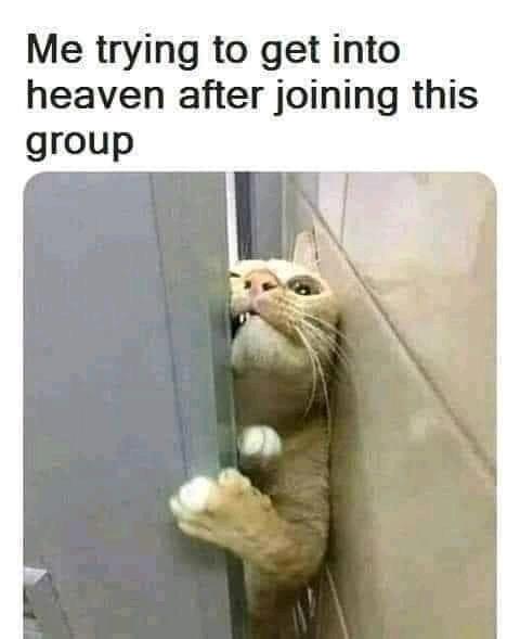 heaven cat.jpg