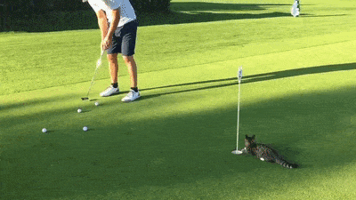 Golf Cat Video dienos-gif-rinkinys.gif