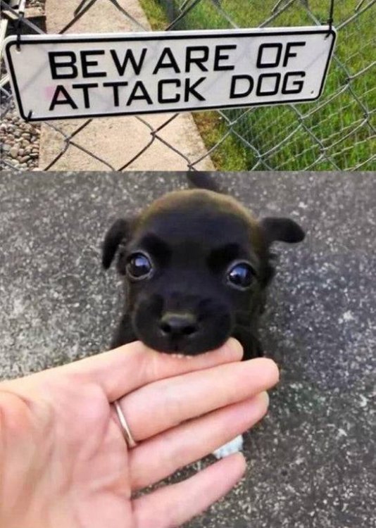 attackdog.jpg