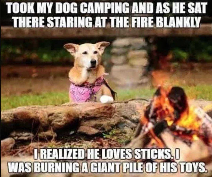 funny-camping-meme-dog-sticks-fire.jpg