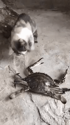 Crab-vs-Cat.gif