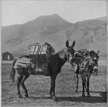 Pack-Mules-Of-The-Desert_0.png.9784b11c15d4bfd932b3a7168038aabe.png