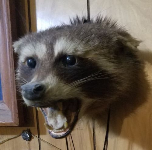 good raccoon.jpg