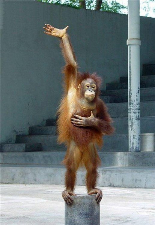 hand up orangutan.jpg