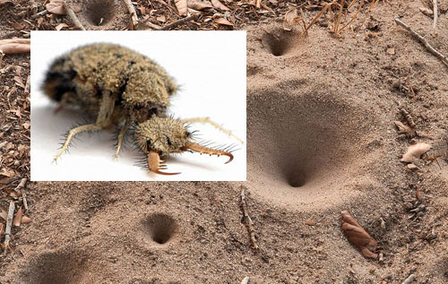 ant-lion-article.jpg.37ad23896f0407b9ed042c4dcf74d613.jpg