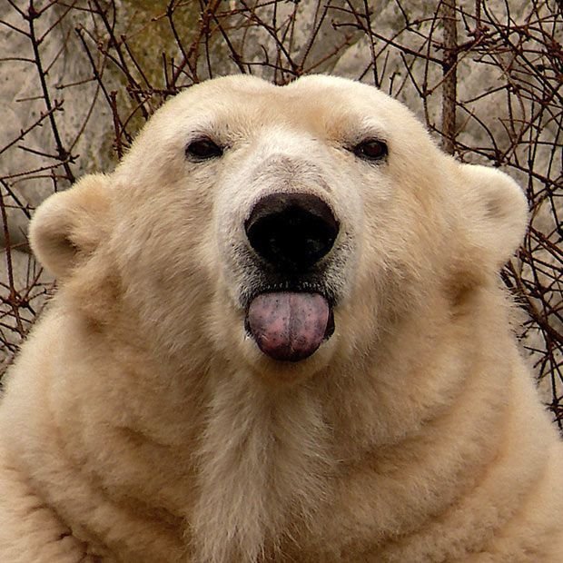 Polar Bear 2.jpg