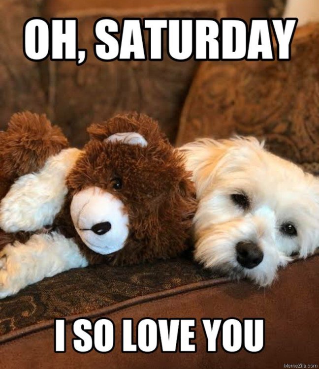 Oh-saturday-I-so-love-you-Dog-meme-7156.png