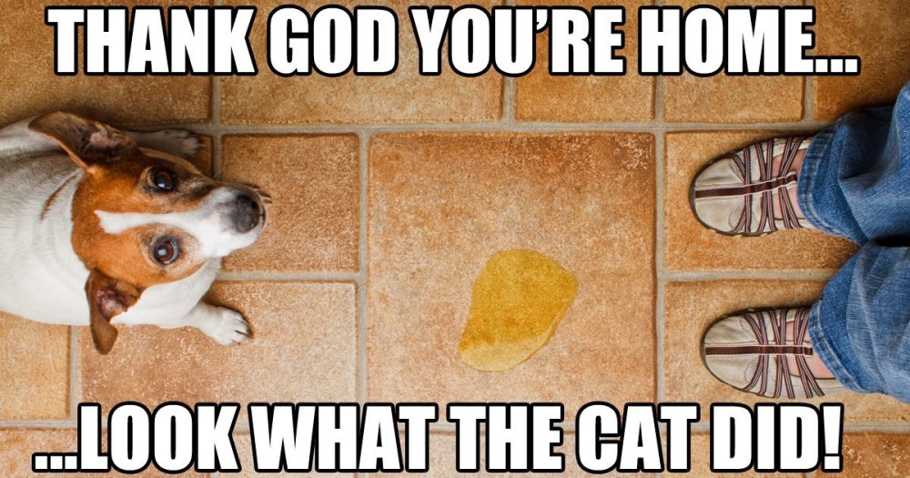 funny-dog-meme-thank-god-youre-home-look-what-the-cat-did.jpg