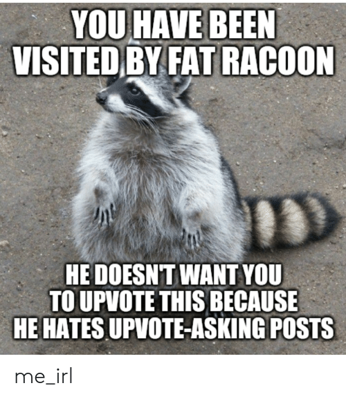 you-have-been-visited-by-fat-racoon-hedoesnt-want-you-60156543.png.c04bc08ecc16b9ad6db29c6f56f701fd.png