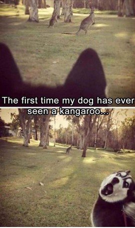 Dog sees Kangaroo.jpg